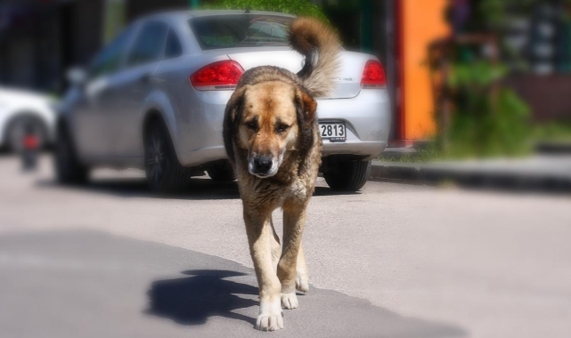Sokak köpekleriyle ilgili düzenlemede sona gelindi