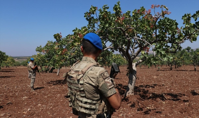 Şanlıurfa'da fıstık hırsızları suçüstü yakalandı