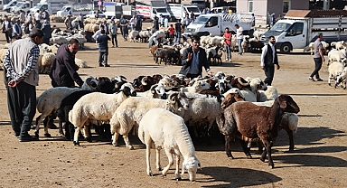 Şanlıurfa'da besiciler kurbanlık fiyatlarından memnun değil
