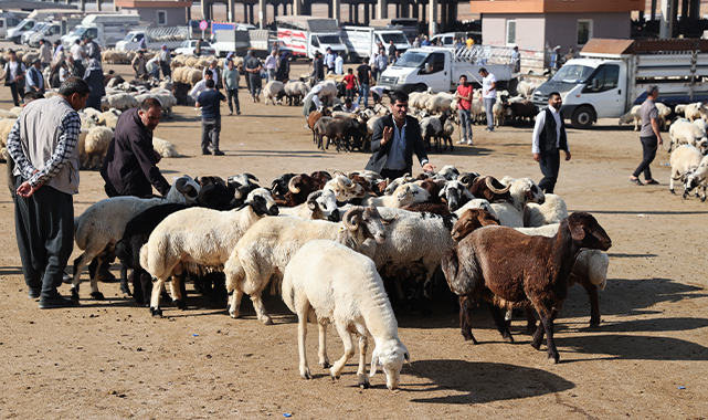 Şanlıurfa'da besiciler kurbanlık fiyatlarından memnun değil