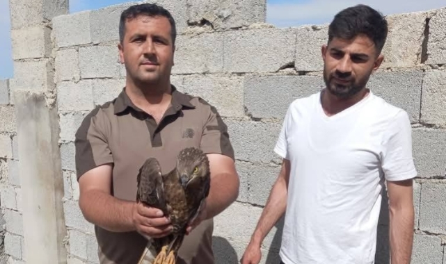 Şanlıurfa'da yaralı halde buluna kızıl şahin tedavi altına alındı