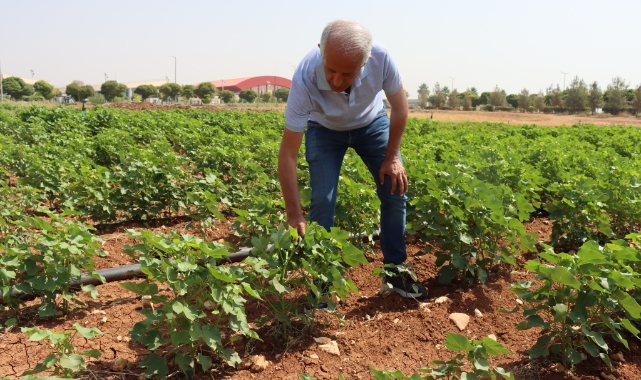 Şanlıurfa'da kavurucu sıcaklar pamuğa yaradı