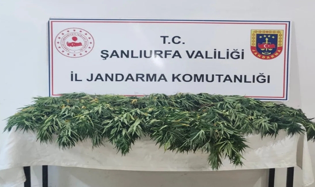 Şanlıurfa'da uyuşturucu operasyonu: 2 gözaltı