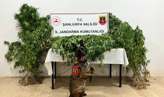 Şanlıurfa'da uyuşturucu operasyonunda 12 şüpheli yakalandı