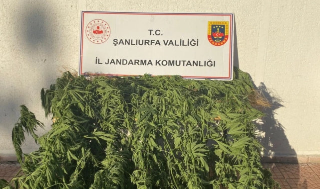 Siverek'te 35 kök kenevir bitkisi ele geçirildi