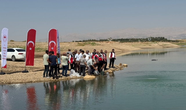 Atatürk Baraj Göleti'ne 1 milyon 75 bin balık yavrusu bırakıldı