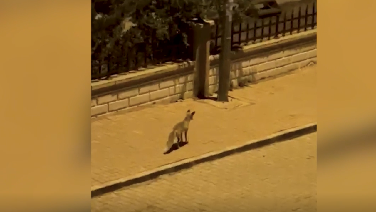 Şanlıurfa'da şehir merkezine inen tilki görüntülendi
