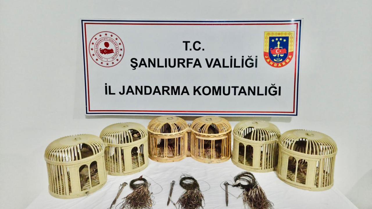 Şanlıurfa’da kaçak keklik avına suçüstü