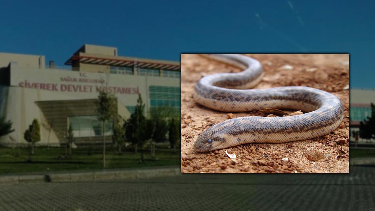 Şanlıurfa'da yılanı vurmak isteyen şahıs 5 kişiyi yaraladı