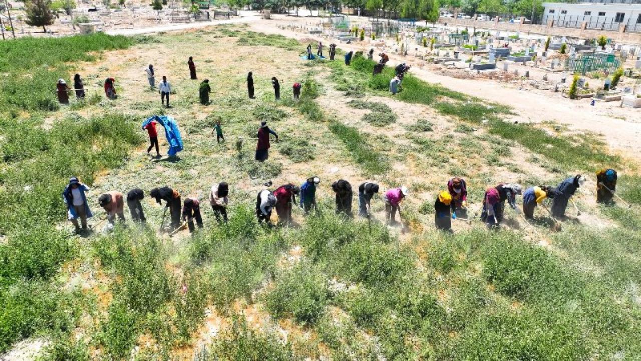Harran'da mezarlıklar yabani otlardan temizleniyor