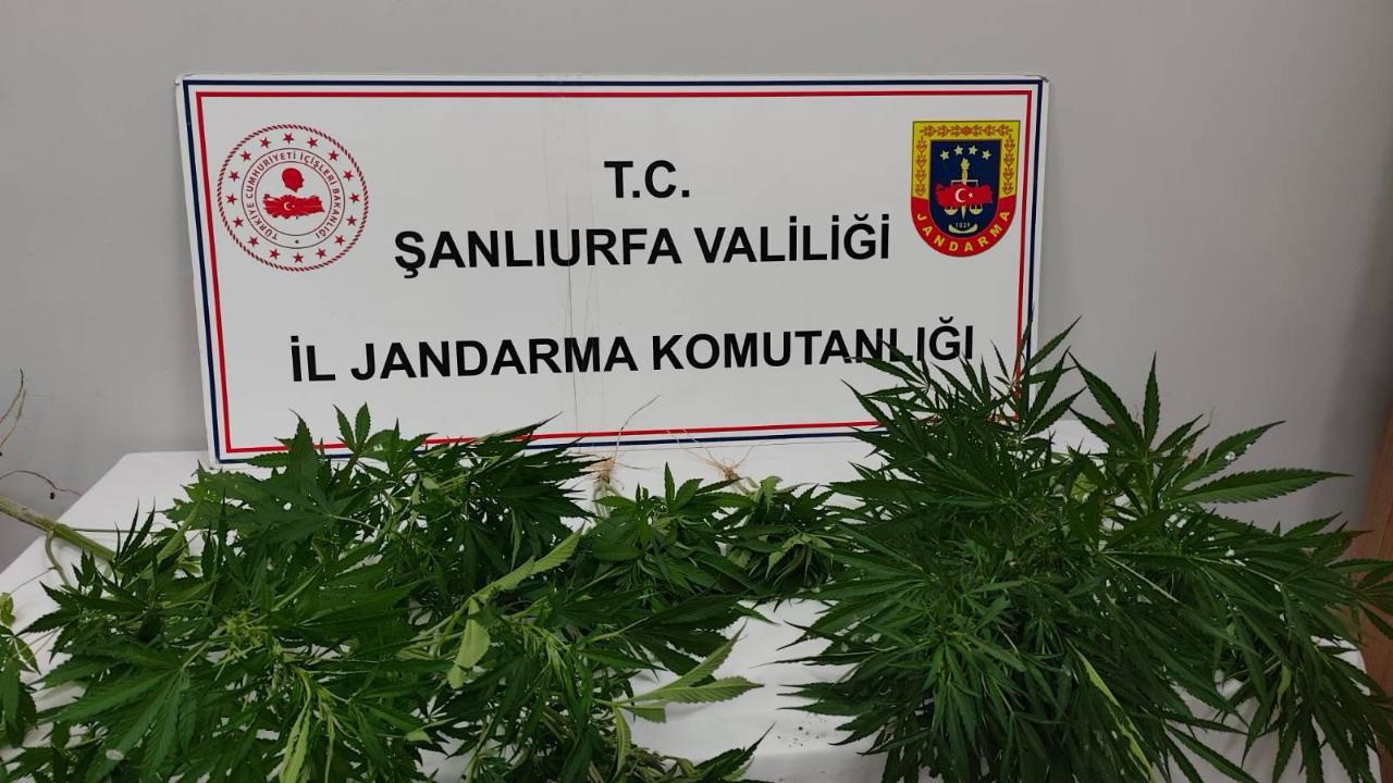 Şanlıurfa'da jandarmadan uyuşturucu operasyonu