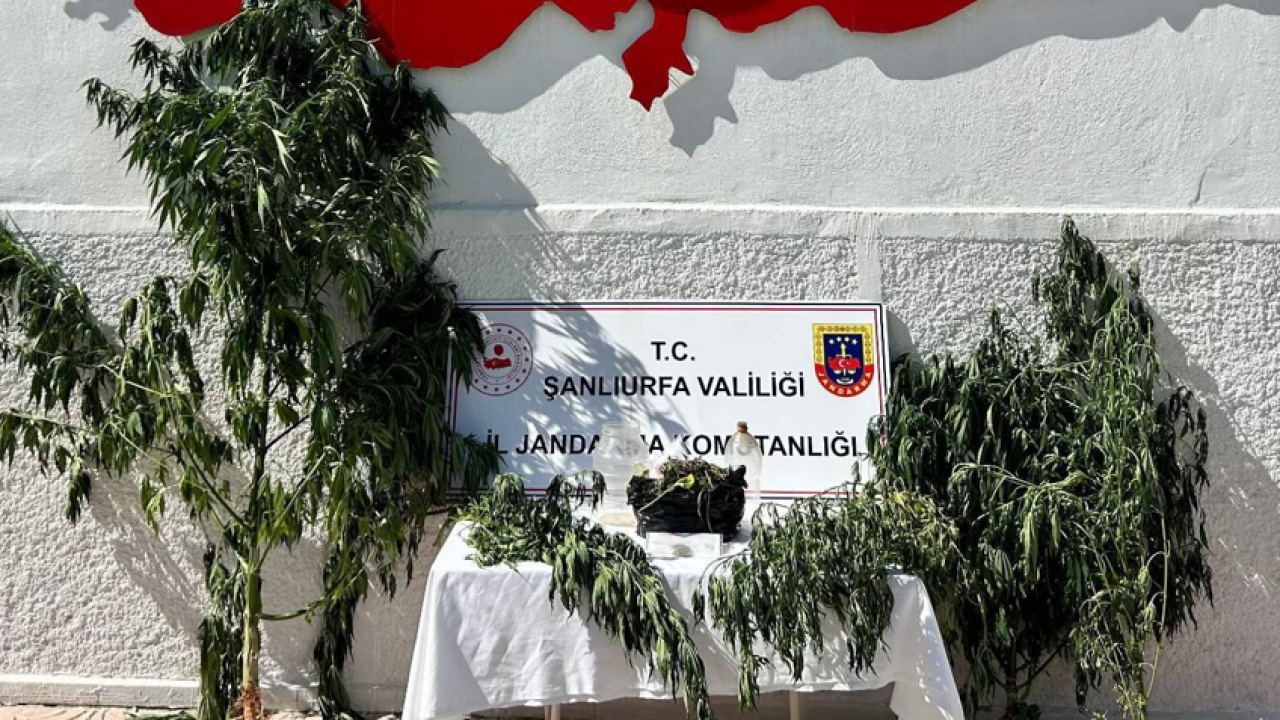 Şanlıurfa'da jandarmadan uyuşturucu operasyonu