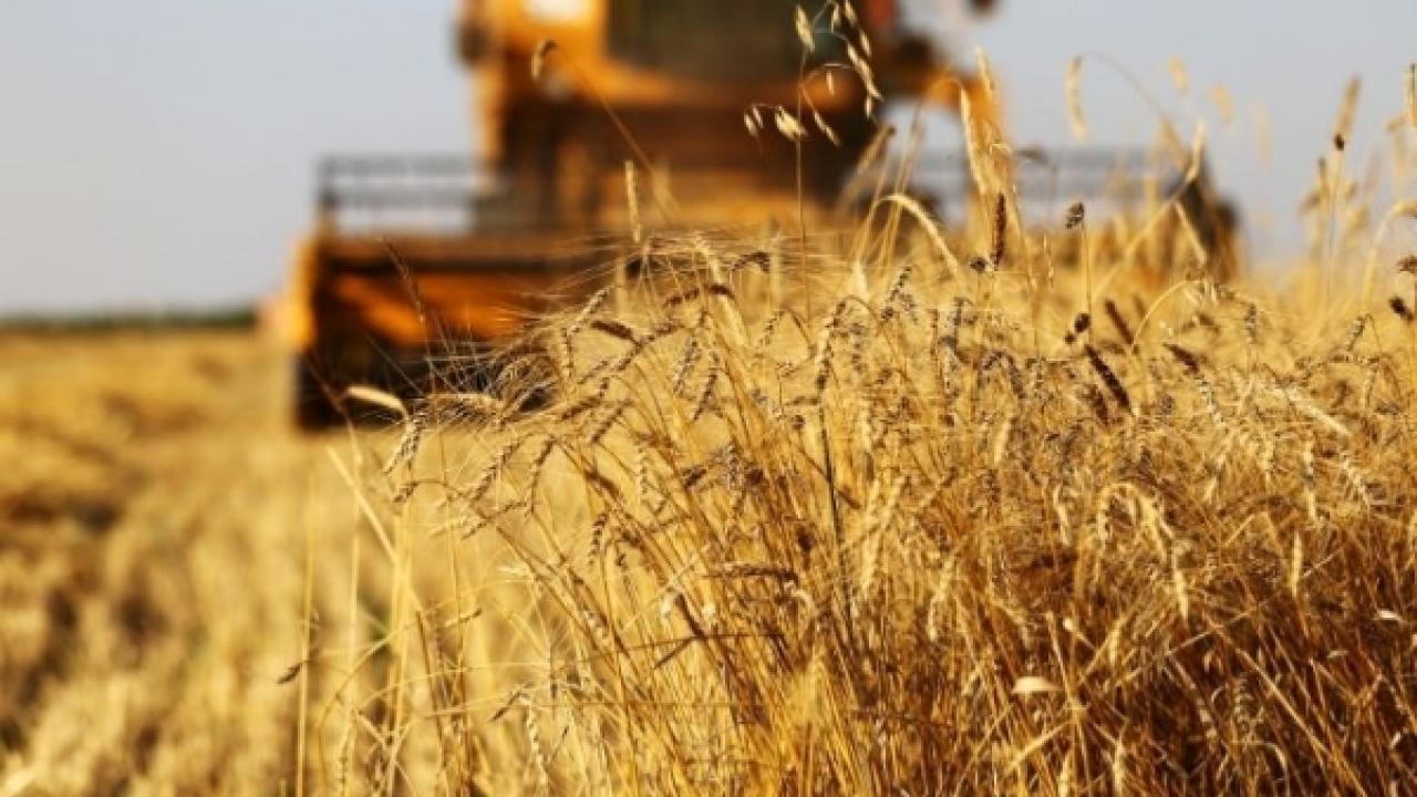 TMO hububat alım fiyatlarını belirledi