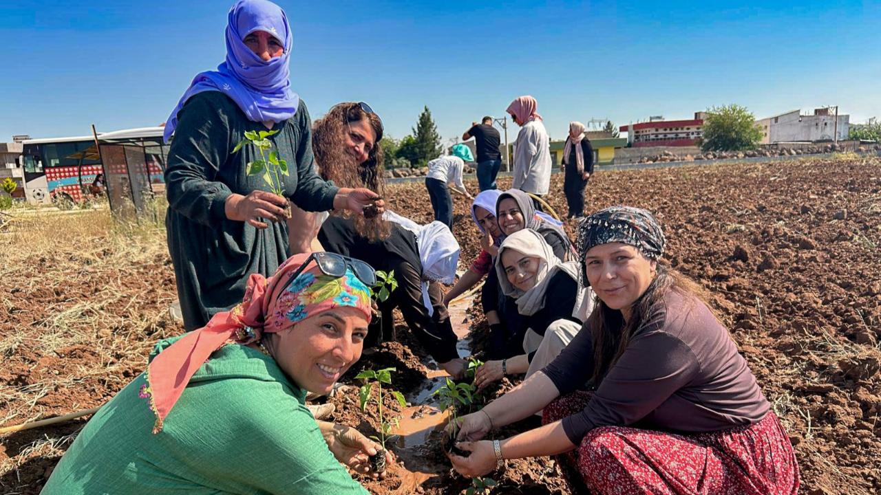 Viranşehir’de kadınlar toprağa umut ekiyor
